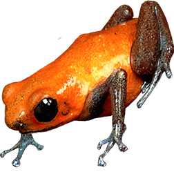 Man Creek Dart Frog
